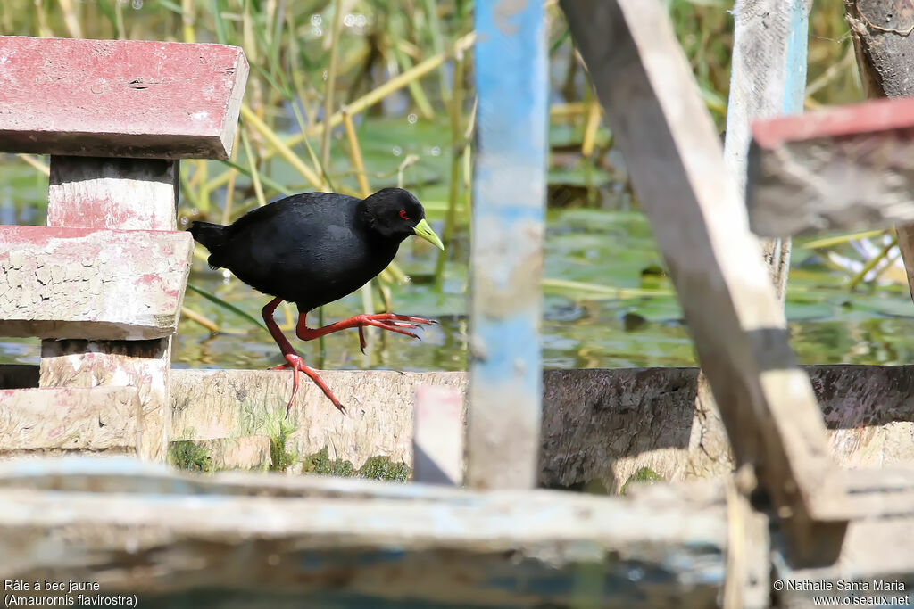 Black Crakeadult, identification, walking