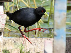 Black Crake