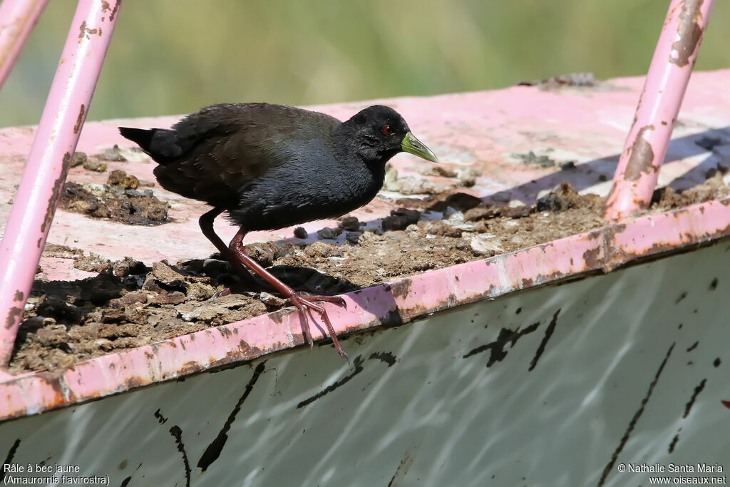 Black Crakeimmature, identification, walking