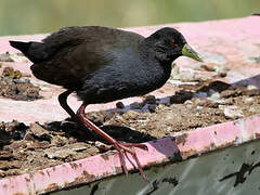 Black Crake