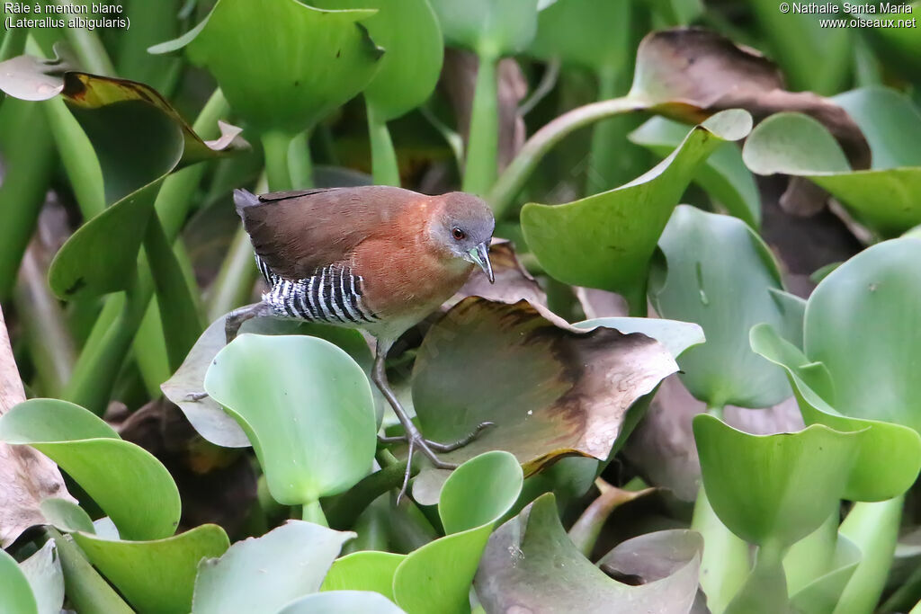 White-throated Crakeadult, identification, walking