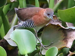 White-throated Crake