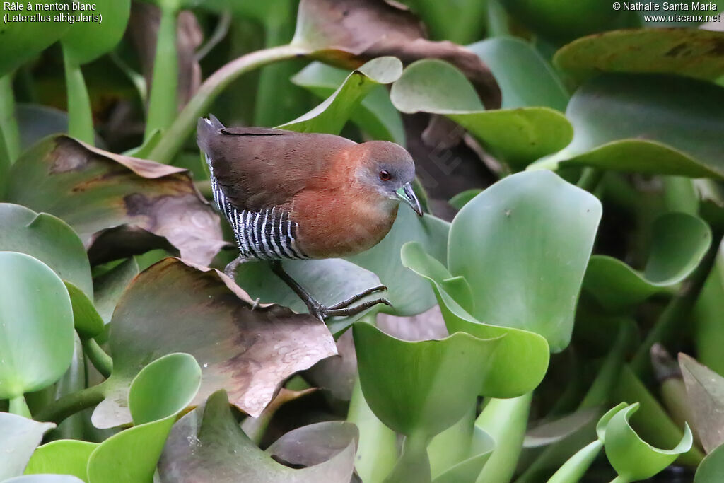 White-throated Crakeadult, identification, walking, fishing/hunting