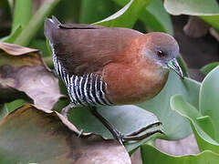 White-throated Crake