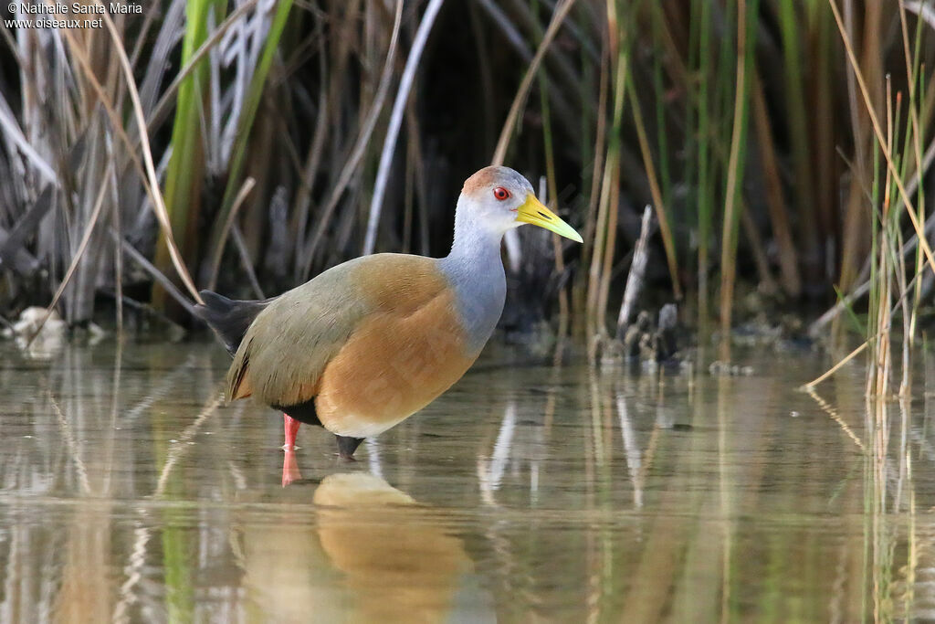 Râle à ventre blancadulte, identification