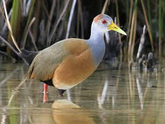 Russet-naped Wood Rail