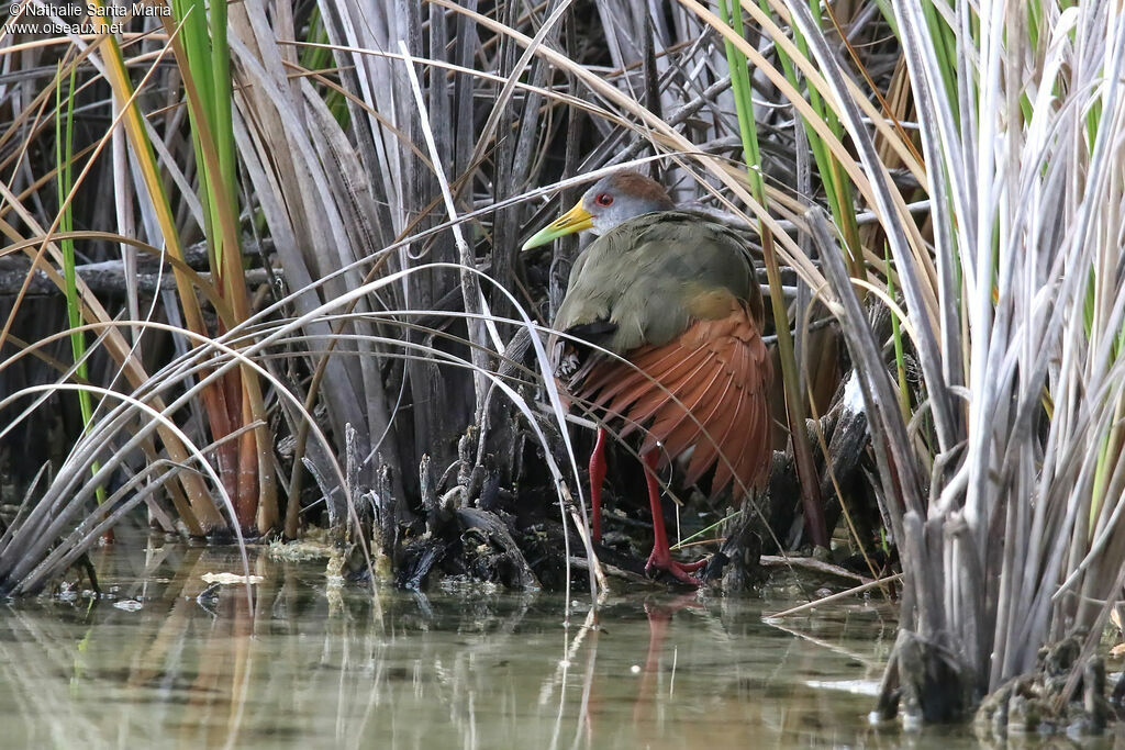 Râle à ventre blancadulte, identification, soins