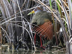 Russet-naped Wood Rail