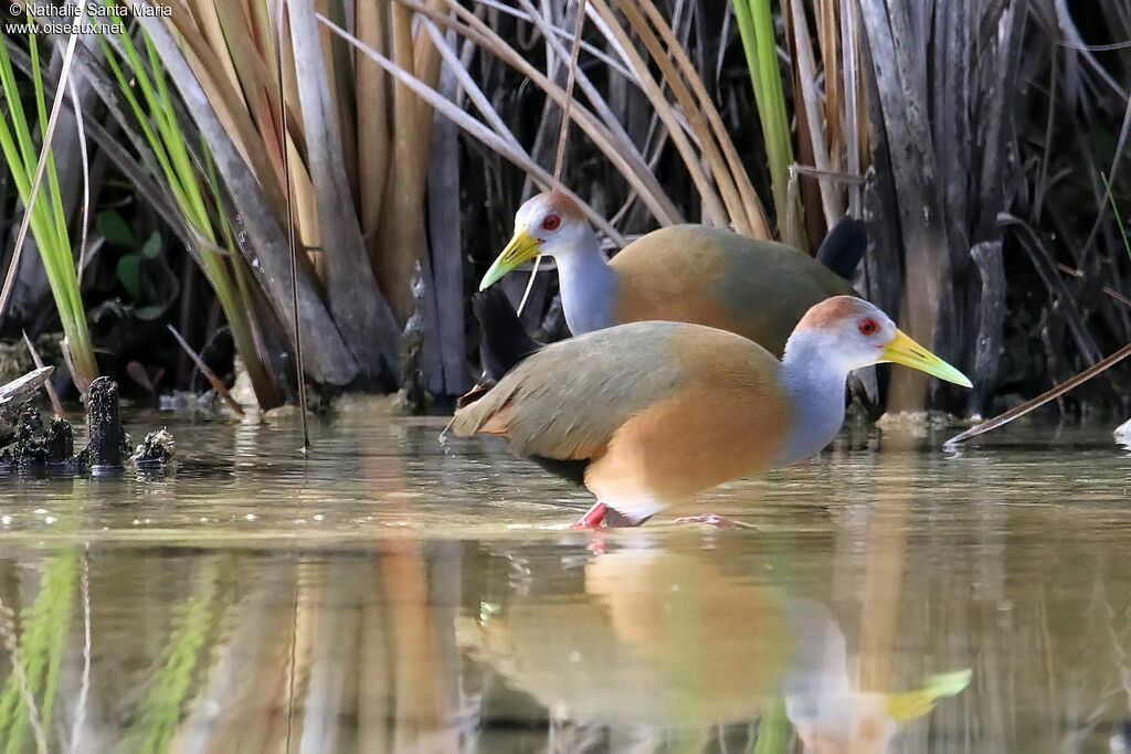 Russet-naped Wood Railadult, identification, fishing/hunting