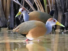 Russet-naped Wood Rail