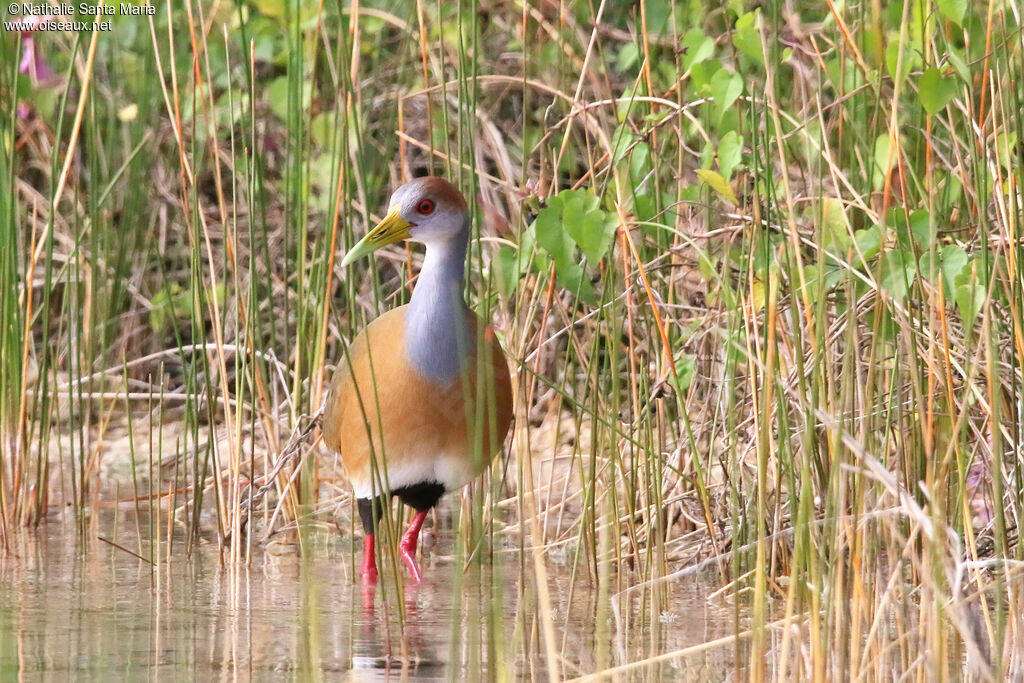 Russet-naped Wood Railadult, habitat, walking