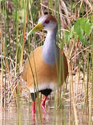 Russet-naped Wood Rail