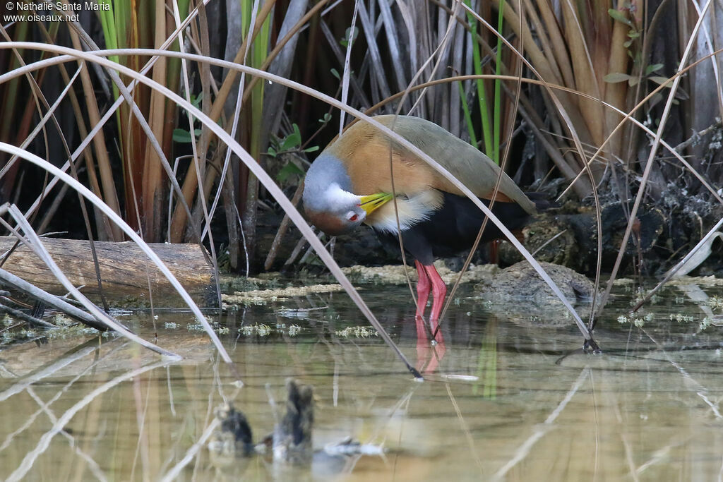 Râle à ventre blancadulte, identification, soins