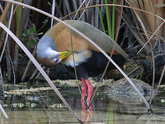 Russet-naped Wood Rail