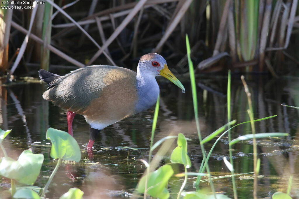 Russet-naped Wood Railadult, identification, walking