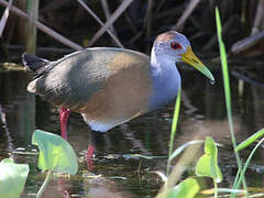 Russet-naped Wood Rail