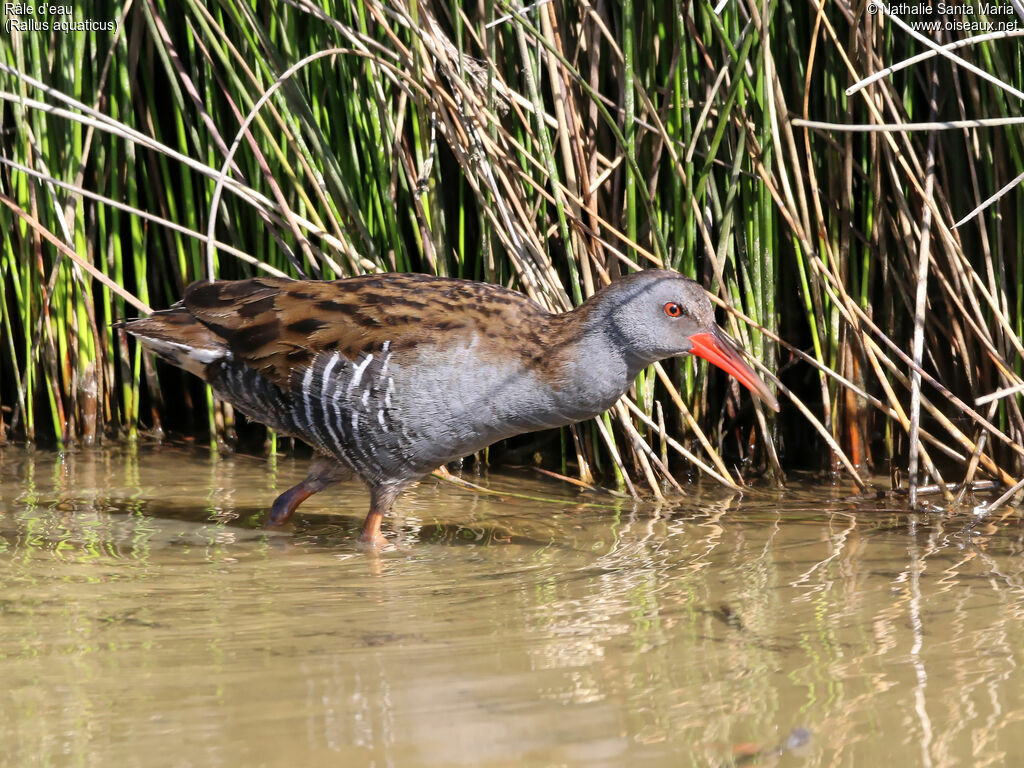 Râle d'eauadulte, identification, habitat, marche, Comportement