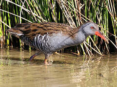 Water Rail