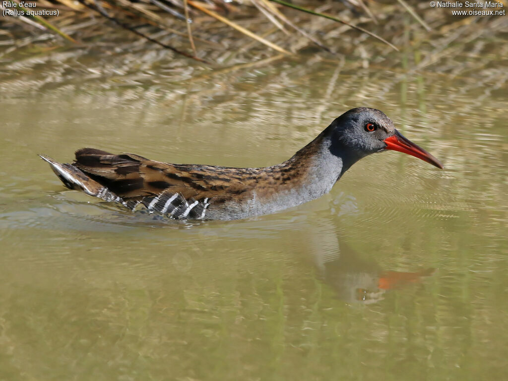 Water Railadult, identification, swimming, Behaviour