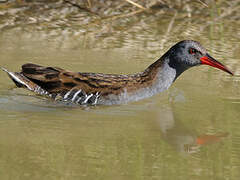 Water Rail