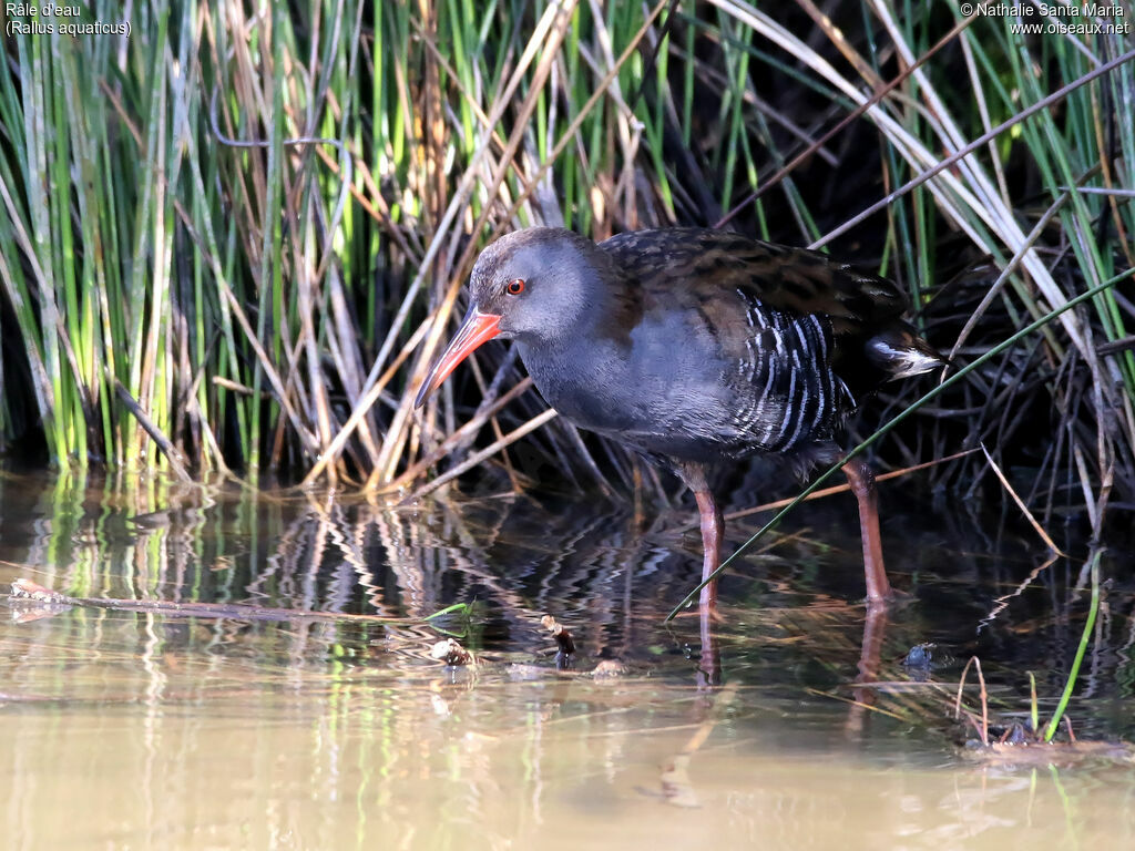 Râle d'eauadulte, identification, habitat, marche, Comportement