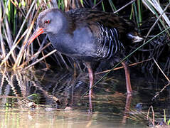 Water Rail