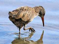 Water Rail