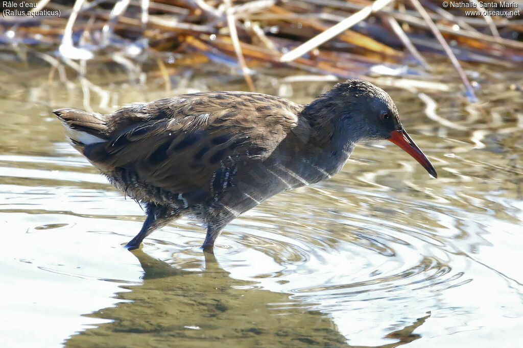 Water Railimmature, identification, habitat, walking, fishing/hunting