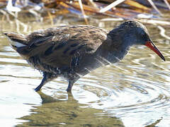 Water Rail