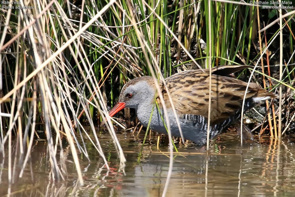 Râle d'eauadulte, identification