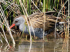 Water Rail