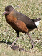 Rouget's Rail