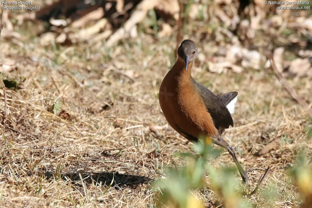 Rouget's Railadult, identification, habitat, walking