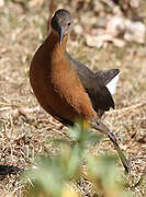 Rouget's Rail