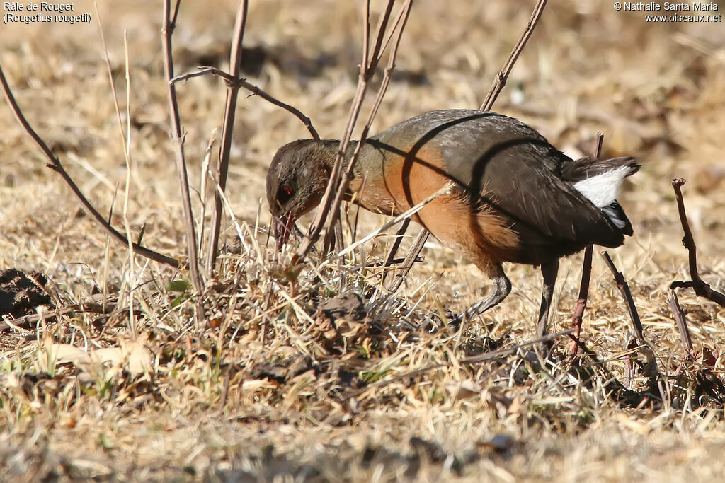 Rouget's Railadult, identification