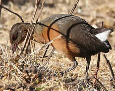 Rouget's Rail