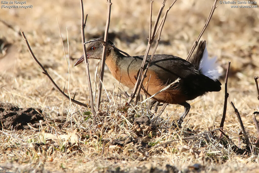 Râle de Rougetadulte, identification, habitat