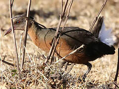 Rouget's Rail