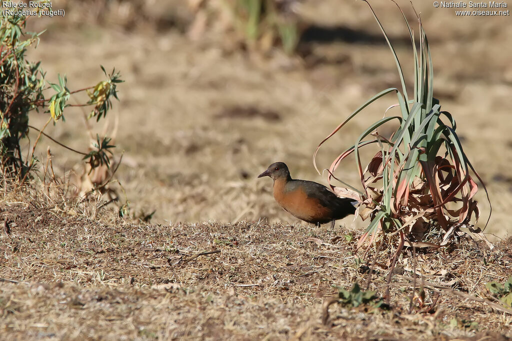 Rouget's Railadult, identification, habitat