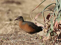 Rouget's Rail