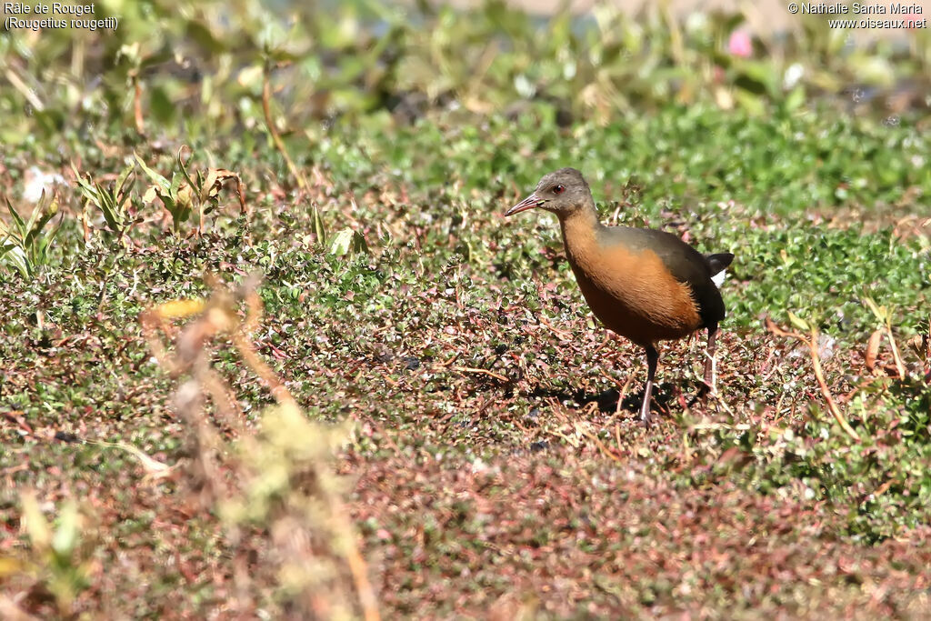 Rouget's Railadult, identification, habitat, walking