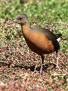 Rouget's Rail