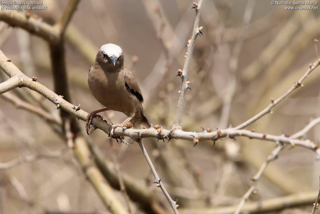 Grey-capped Social Weaveradult, identification, habitat