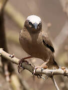 Grey-capped Social Weaver