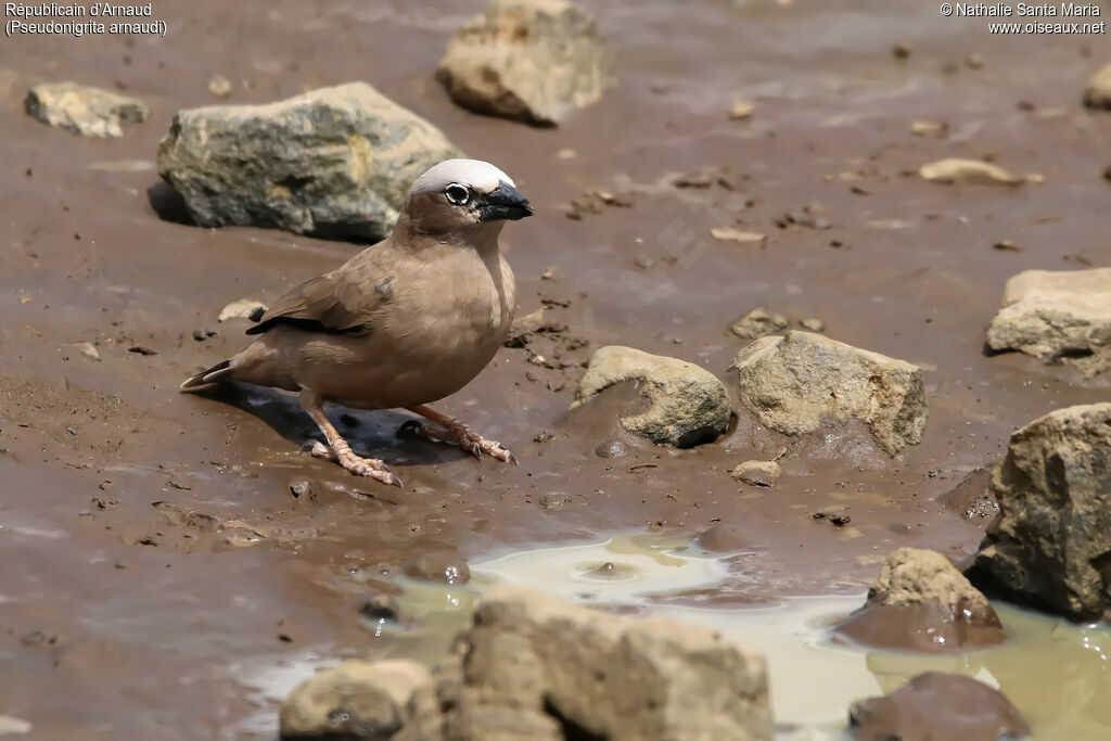 Grey-capped Social Weaveradult, identification, habitat