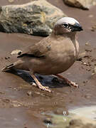 Grey-capped Social Weaver