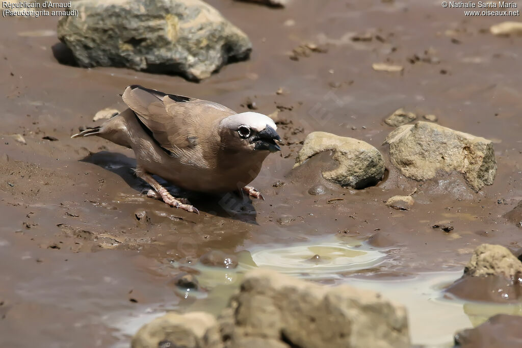 Grey-capped Social Weaveradult, identification, habitat, drinks