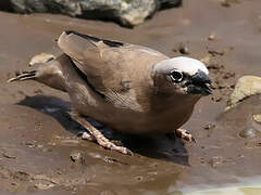 Grey-capped Social Weaver