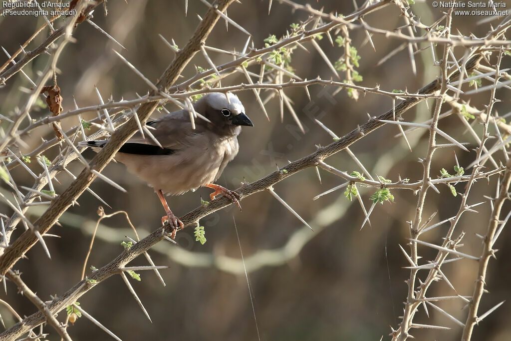 Grey-capped Social Weaveradult, identification