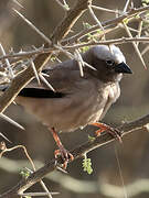 Grey-capped Social Weaver